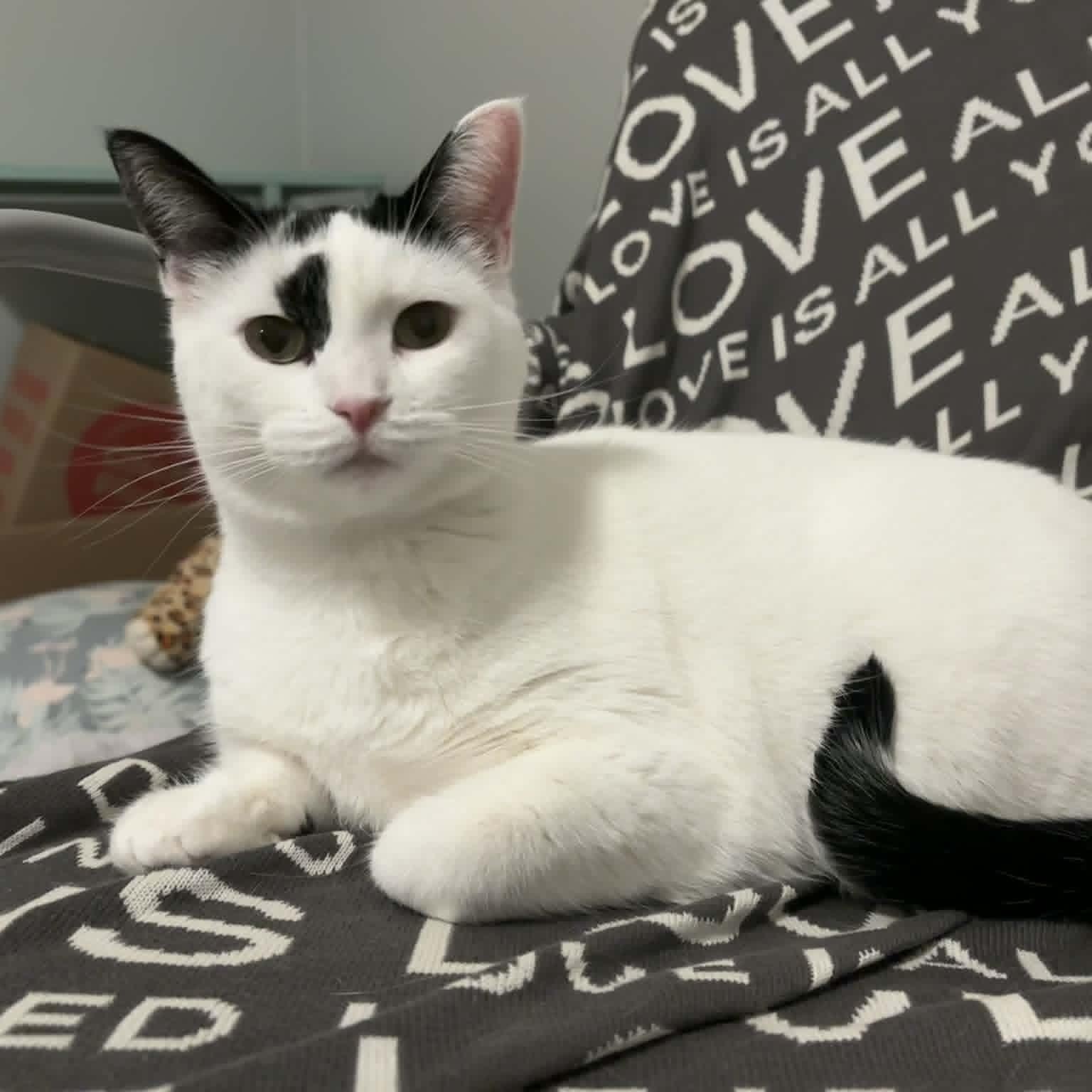 Enlarge Nelly - Gentle & Sweet, a Adoptable Domestic Short Hair in Hamilton, ON image 1/4