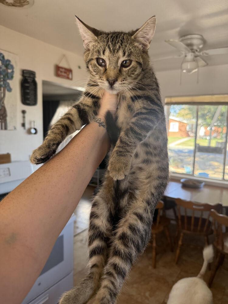 Wilee, Adoptable, Kitten Male Domestic Short Hair.