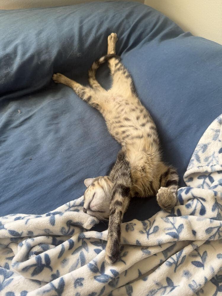 Enlarge Wilee, a Adoptable Domestic Short Hair in Lancaster, CA image 2/3