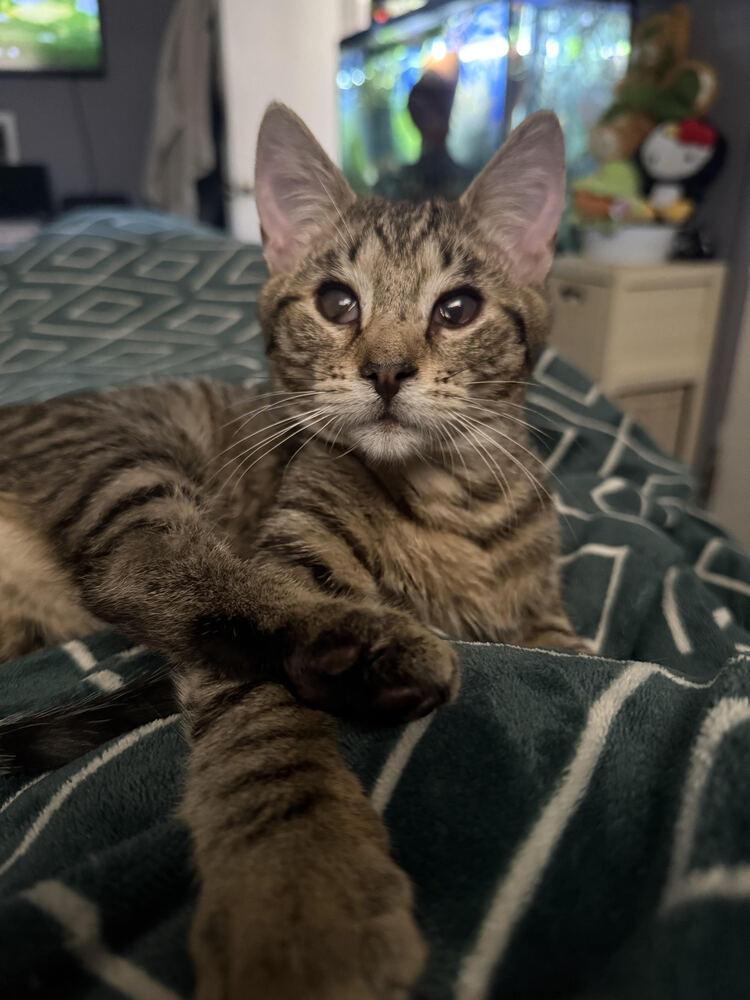 Enlarge Wilee, a Adoptable Domestic Short Hair in Lancaster, CA image 3/3