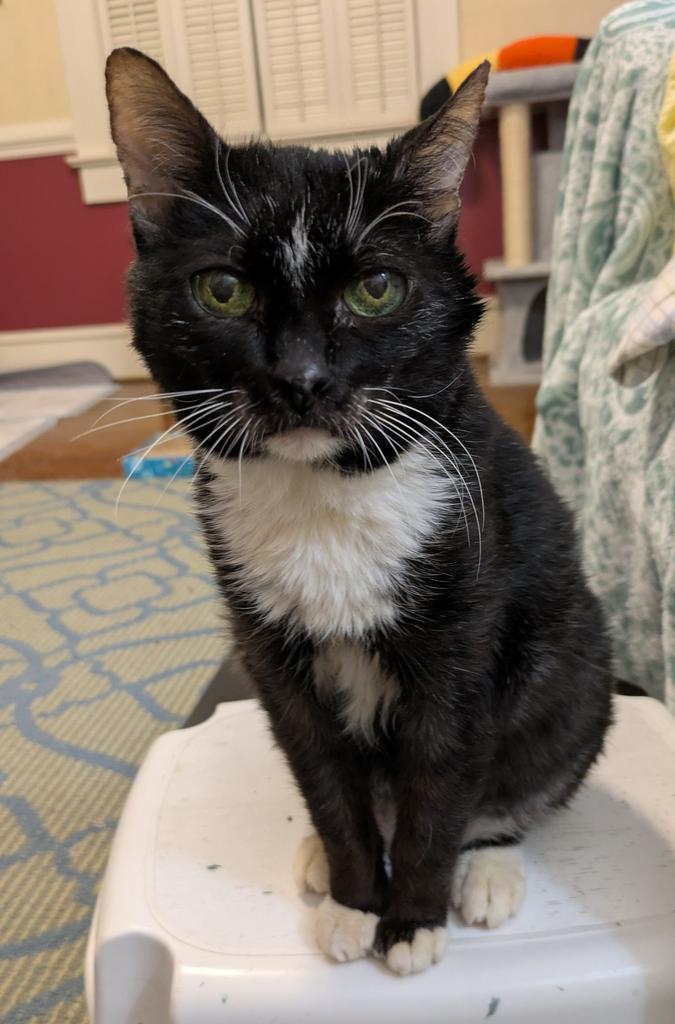 Grandma (Meemaw), Adoptable, Senior Female Domestic Short Hair.