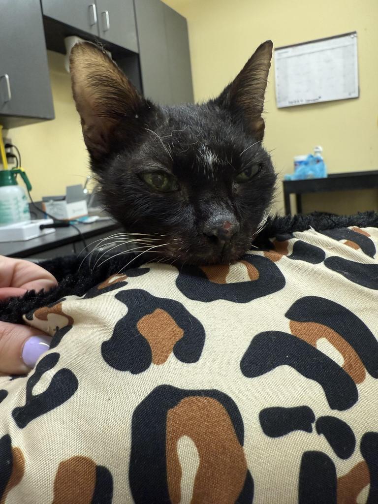 Enlarge Grandma (Meemaw), a Adoptable mixed breed in Florence, SC image 2/4