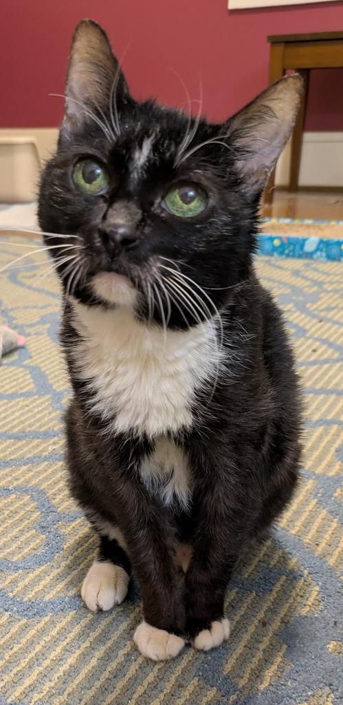 Enlarge Grandma (Meemaw), a Adoptable mixed breed in Florence, SC image 3/4