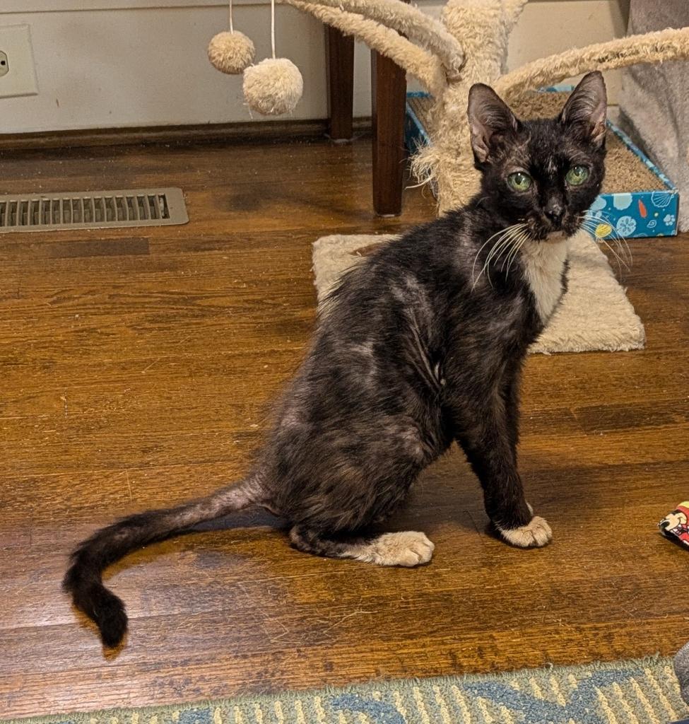 Enlarge Grandma (Meemaw), a Adoptable mixed breed in Florence, SC image 4/4