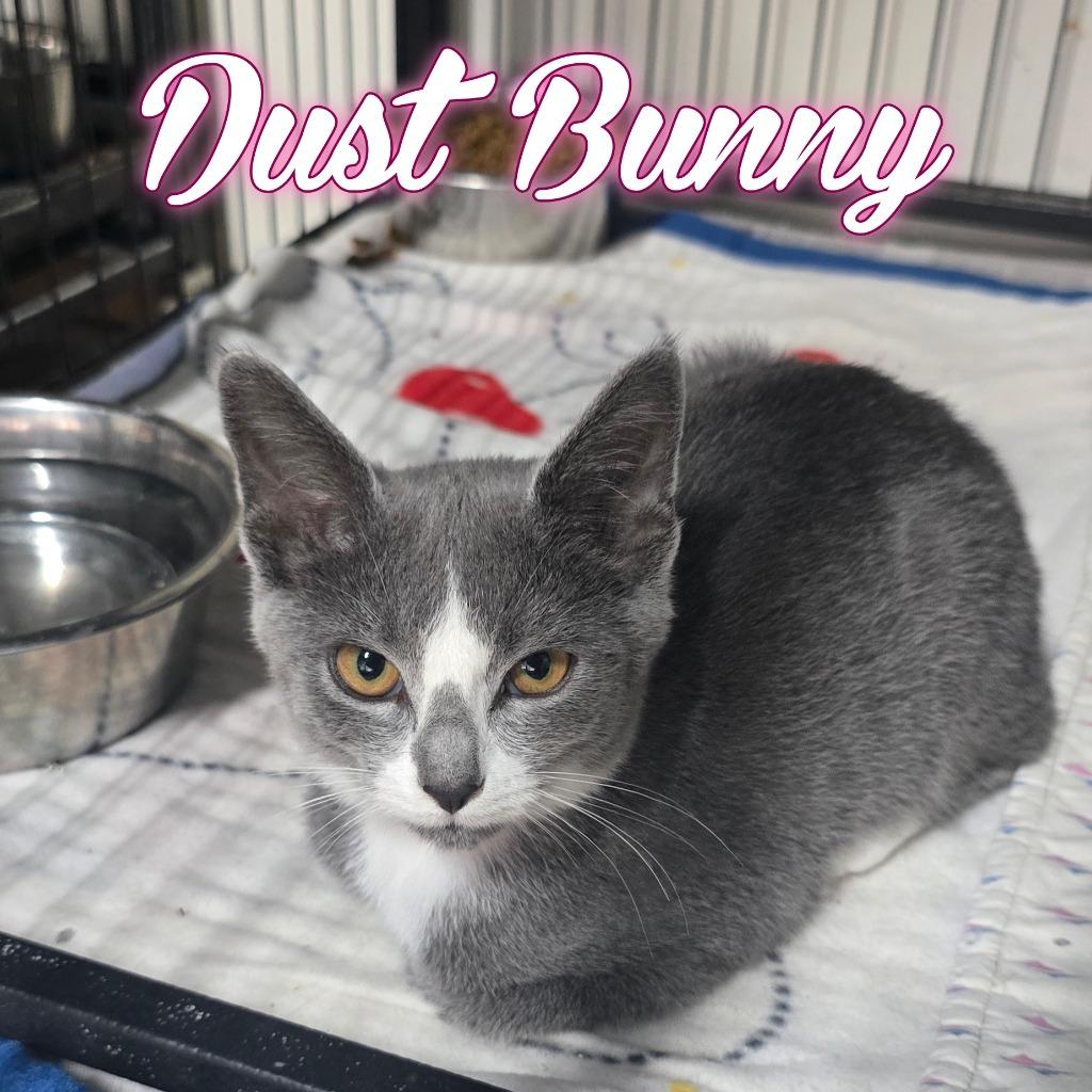 Dust Bunny, a Adoptable Domestic Short Hair in Hillsboro, OH image 1/2