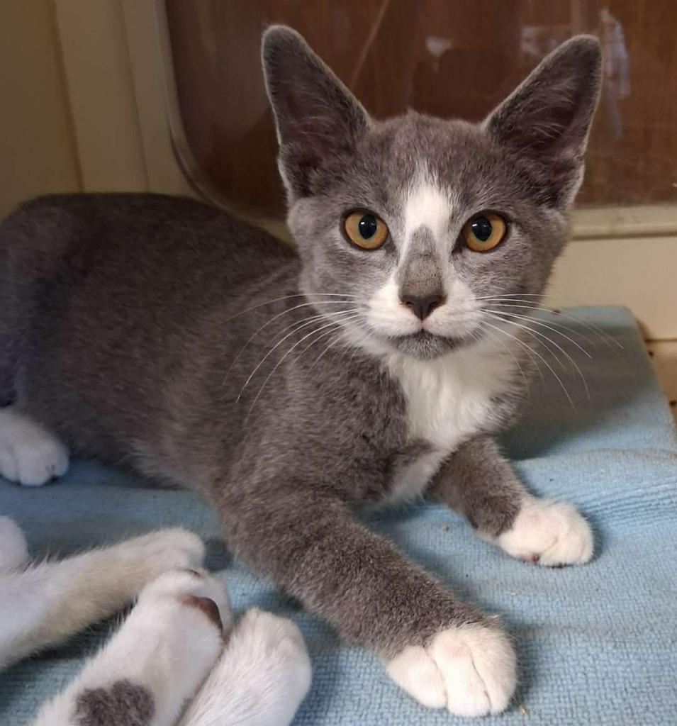 Dust Bunny, a Adoptable Domestic Short Hair in Hillsboro, OH image 2/2