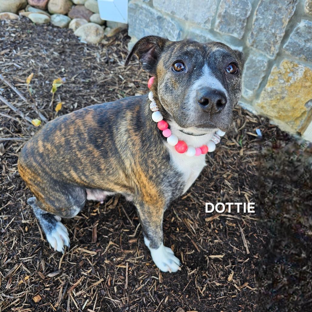 Dottie, Adoptable, Adult Female Pit Bull Terrier.