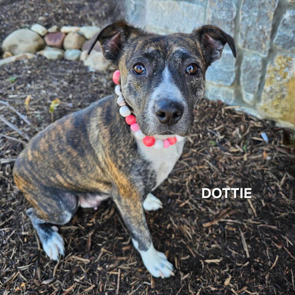 Enlarge Dottie, a Adoptable mixed breed in Madisonville, TN image 2/4