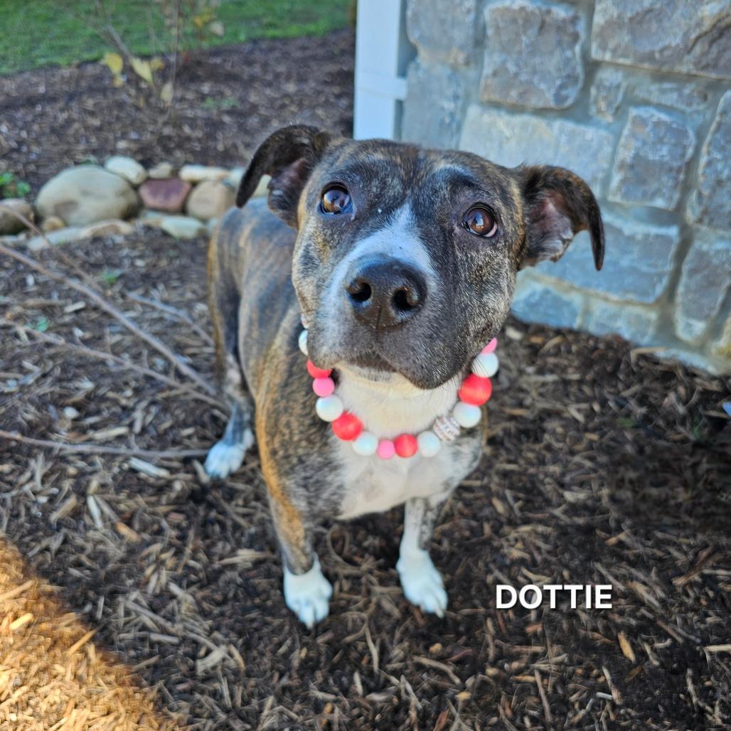 Enlarge Dottie, a Adoptable mixed breed in Madisonville, TN image 3/4