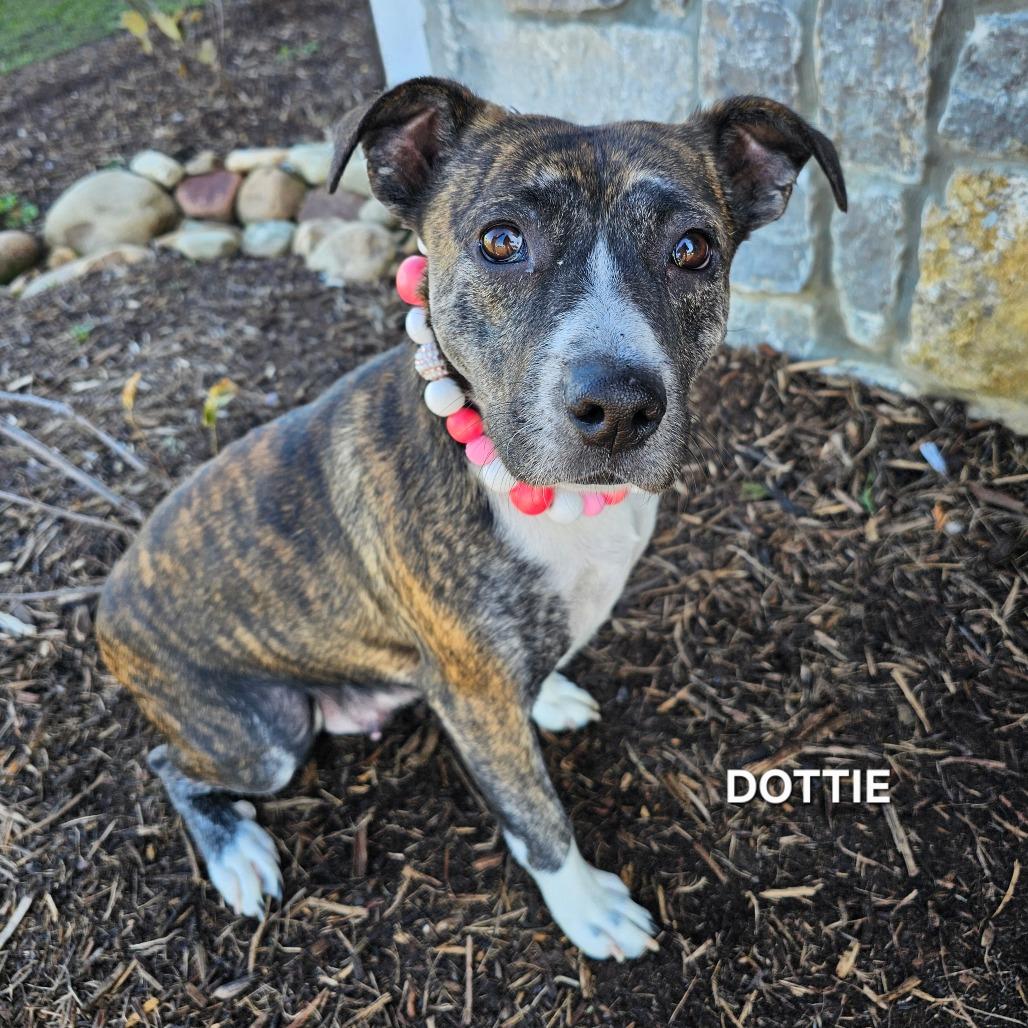 Enlarge Dottie, a Adoptable mixed breed in Madisonville, TN image 4/4