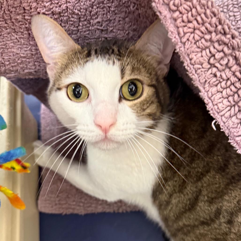 Cole — thumbnail 4