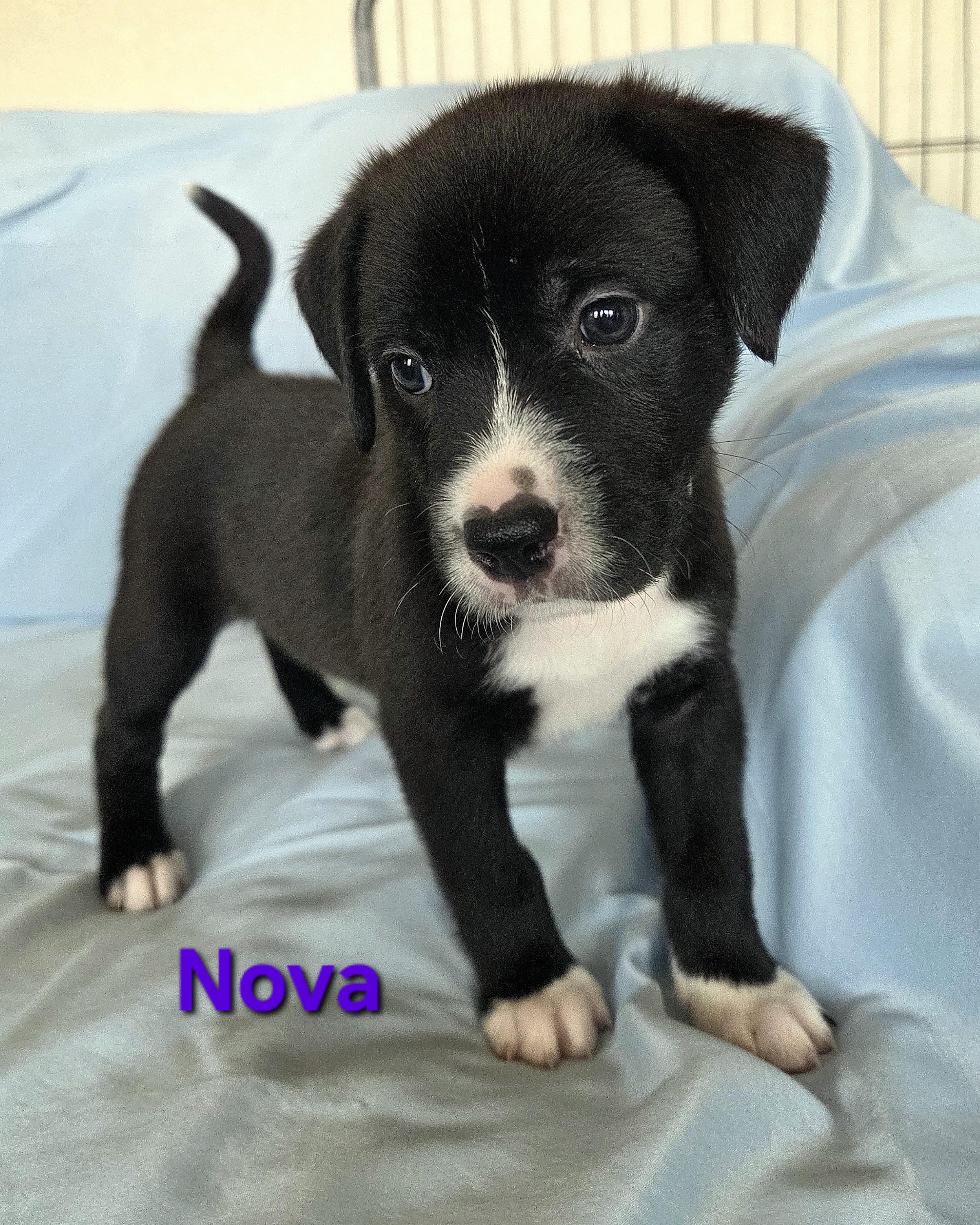 Nova, a ADOPTABLE mixed breed in Colorado Springs, CO image 3/3