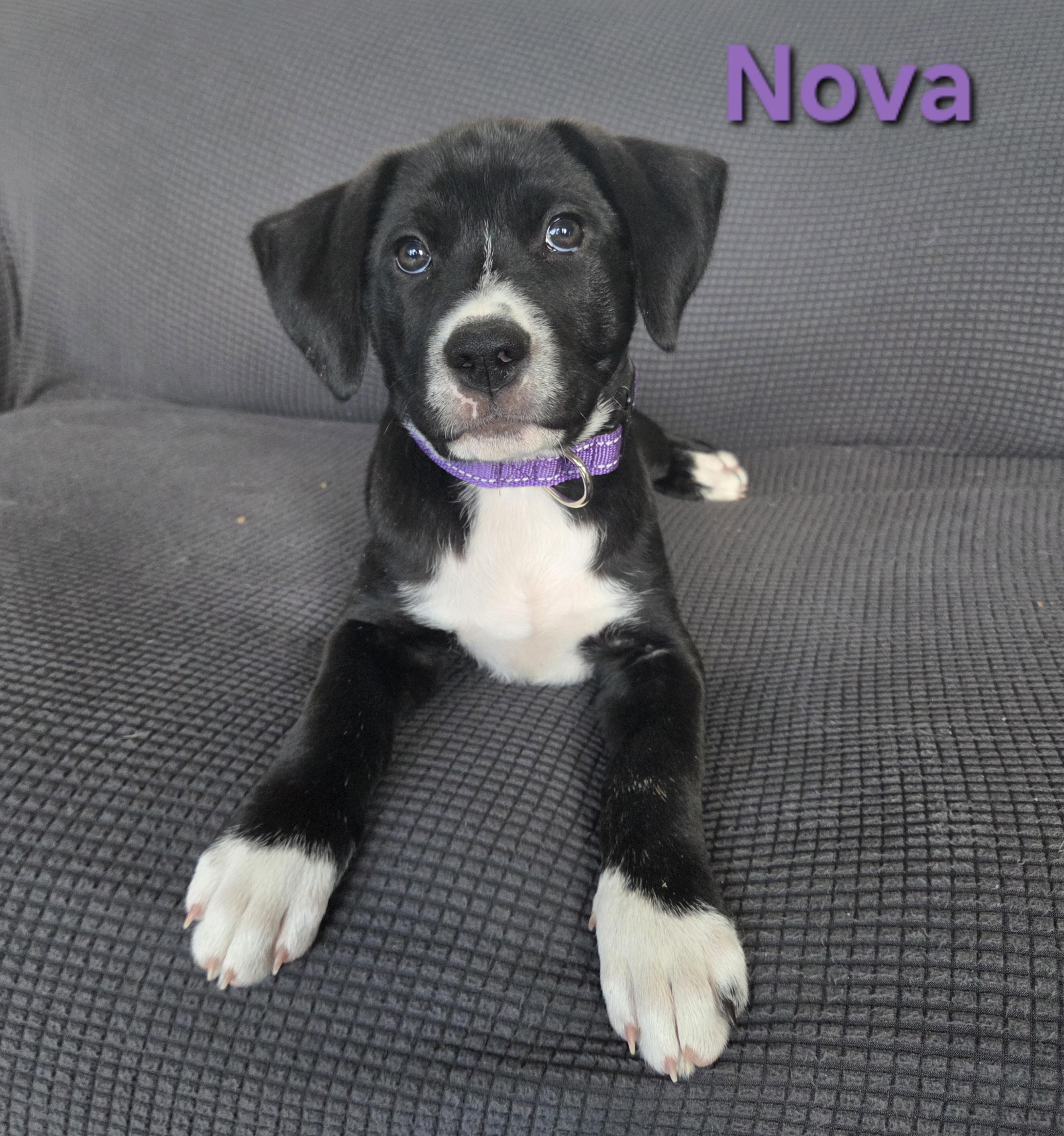 Nova, a ADOPTABLE mixed breed in Colorado Springs, CO image 2/3