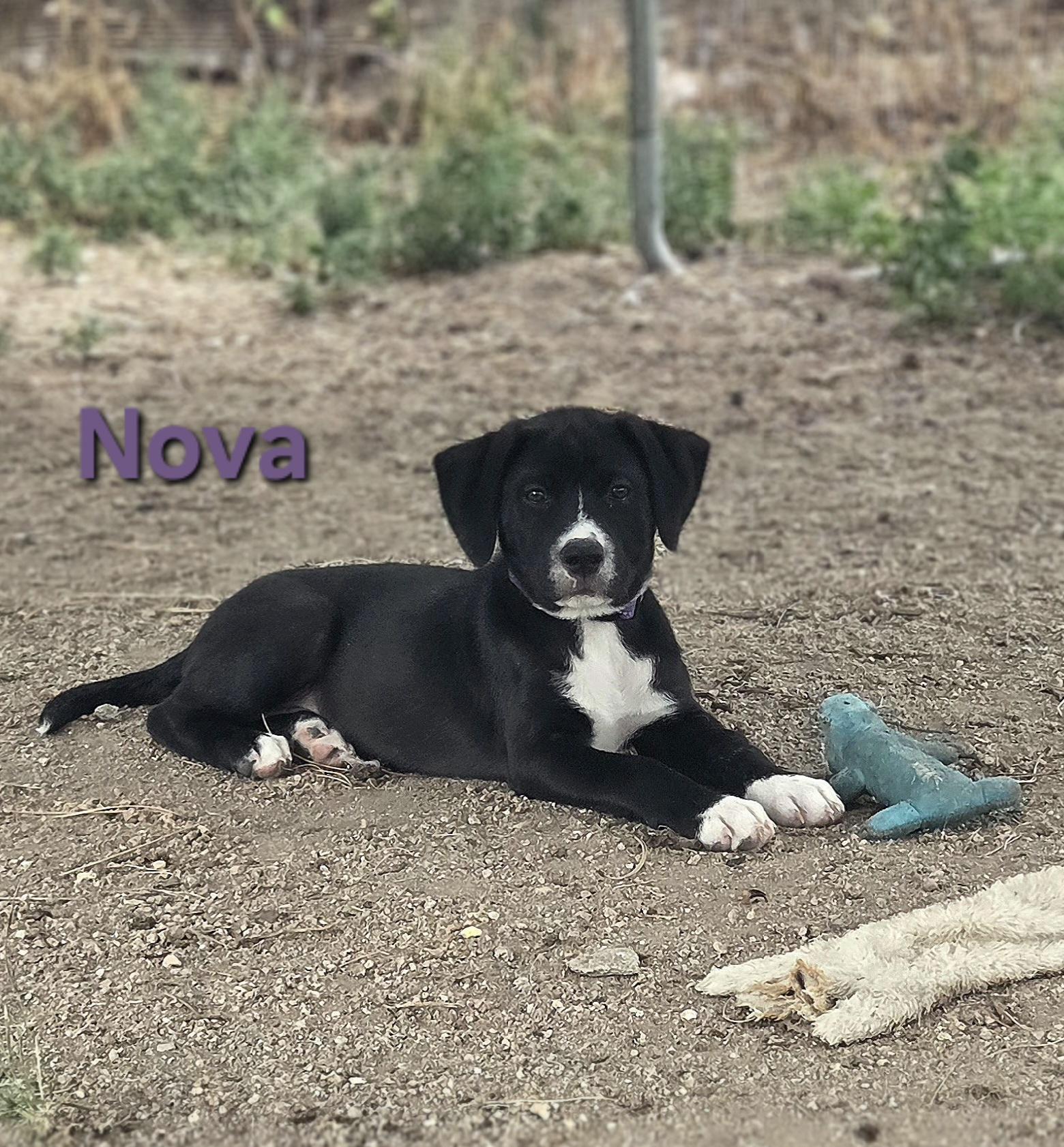 Nova, ADOPTABLE, Puppy Female Black Labrador Retriever.