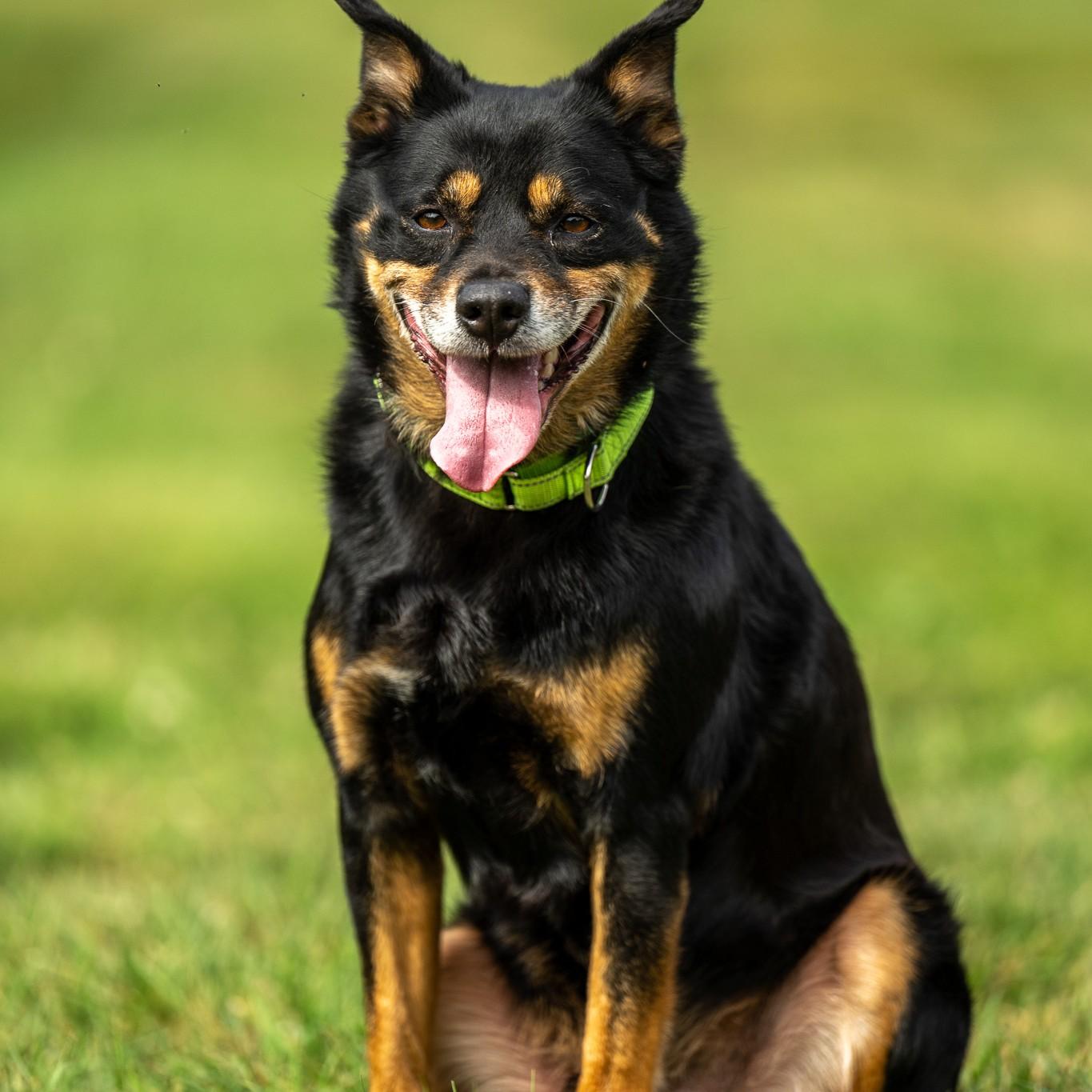 Camo, Adoptable, Senior Male Australian Cattle Dog / Blue Heeler.
