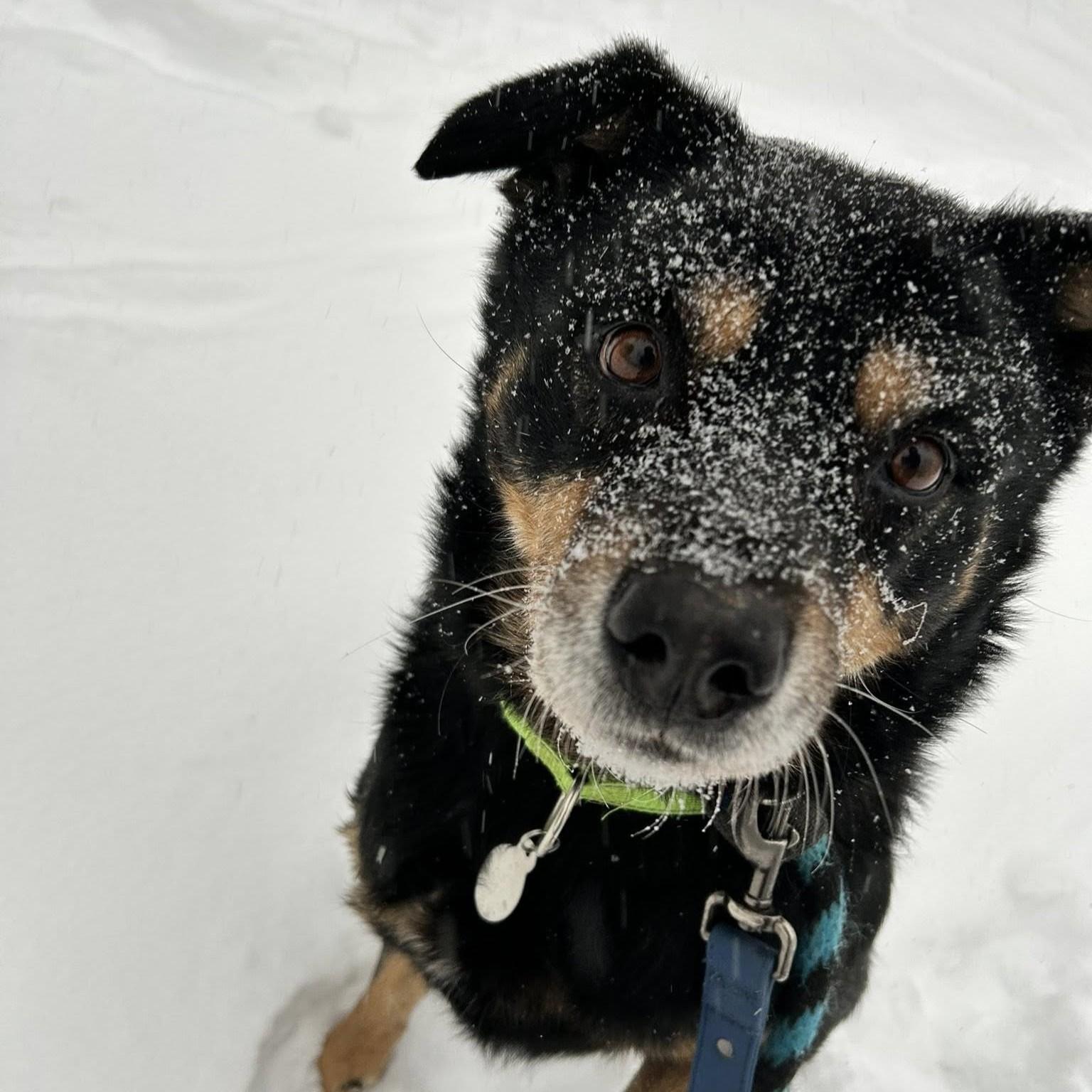 Enlarge Camo, a Adoptable mixed breed in Phoenixville, PA image 1/6