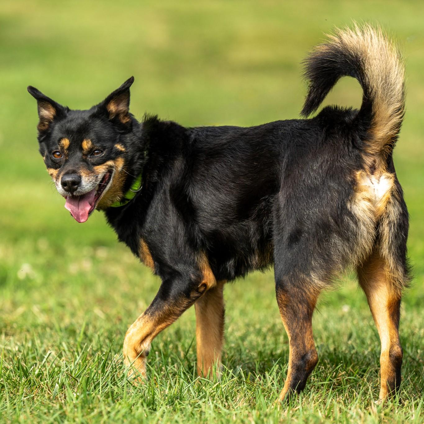 Camo, a Adoptable mixed breed in Phoenixville, PA image 5/6