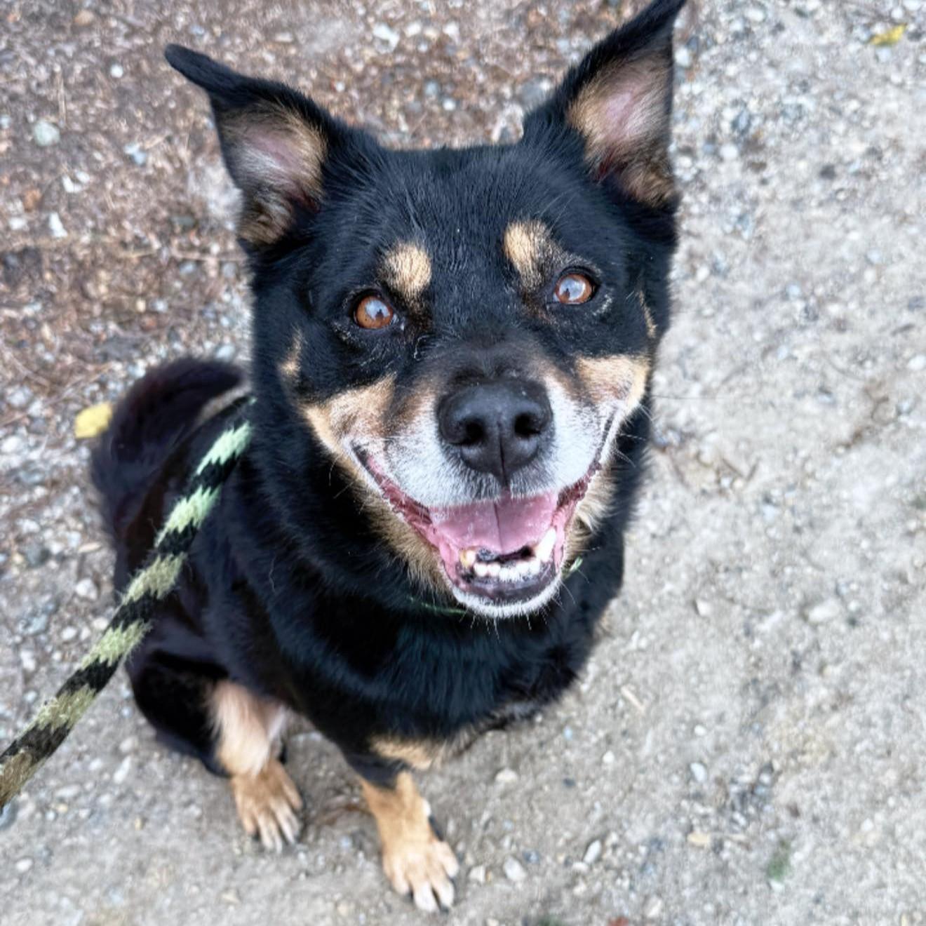 Camo, a Adoptable mixed breed in Phoenixville, PA image 6/6