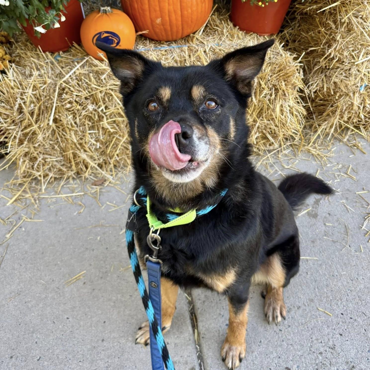 Camo, a Adoptable mixed breed in Phoenixville, PA image 3/6