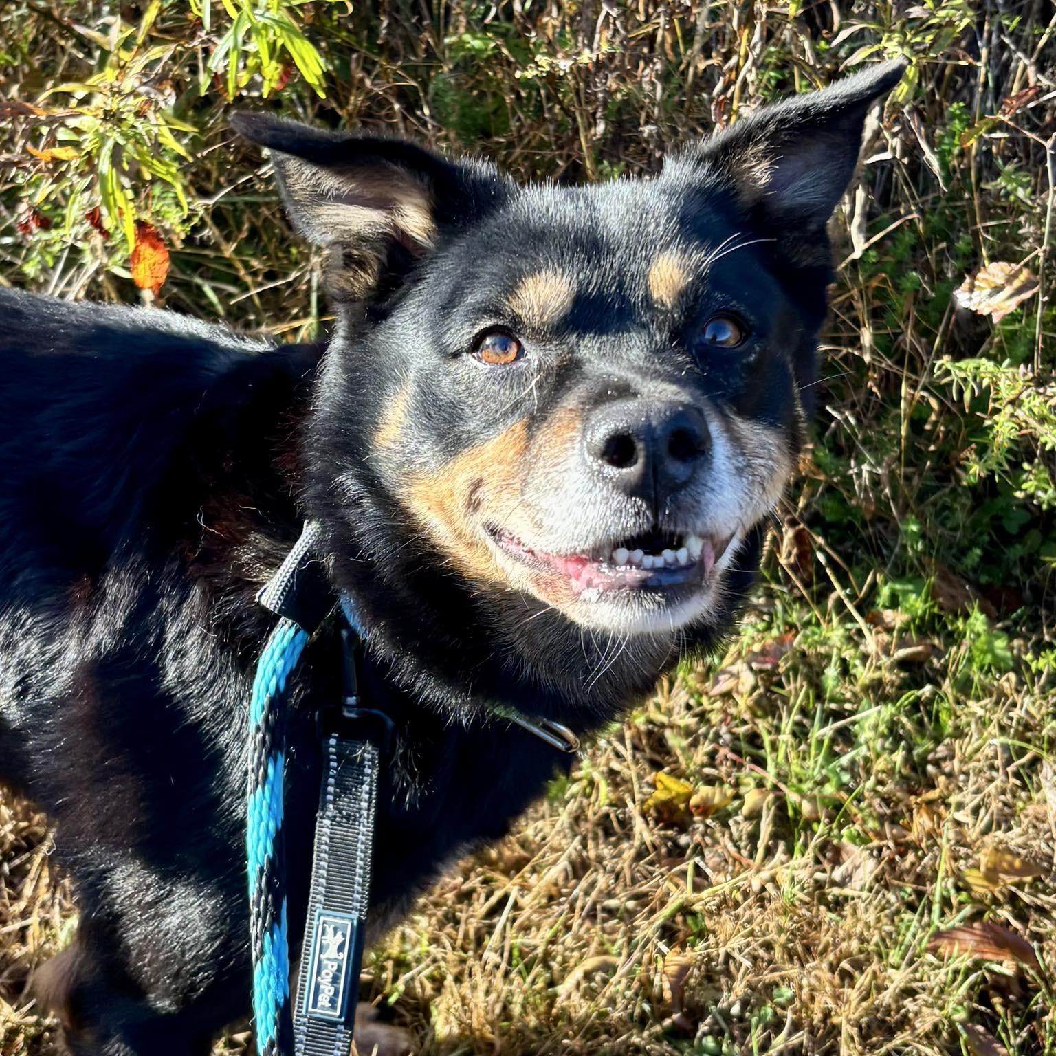 Camo, Adoptable, Senior Male Australian Cattle Dog / Blue Heeler.