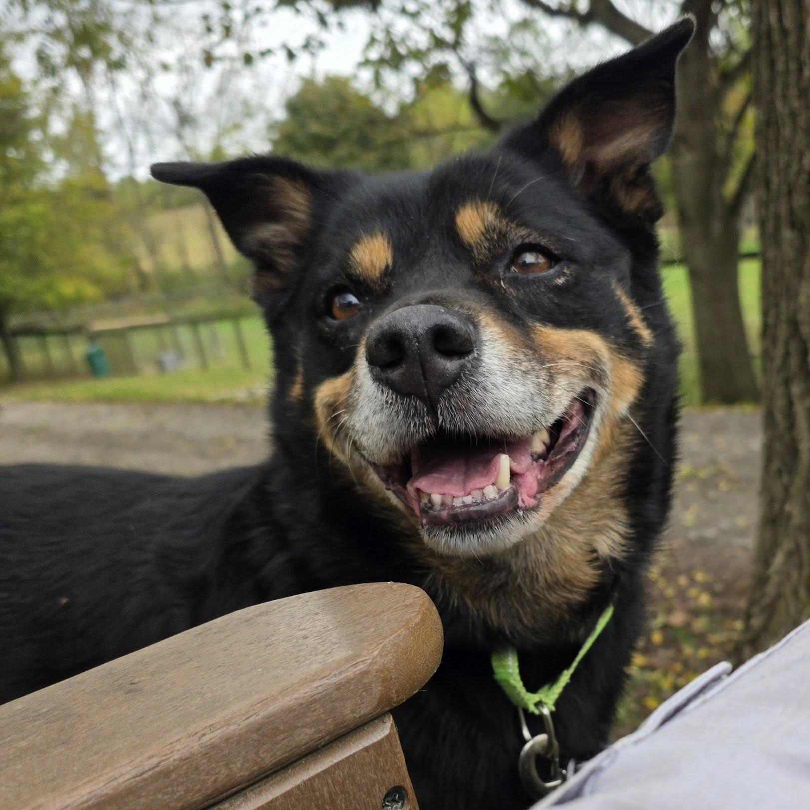 Camo, a Adoptable mixed breed in Phoenixville, PA image 4/6