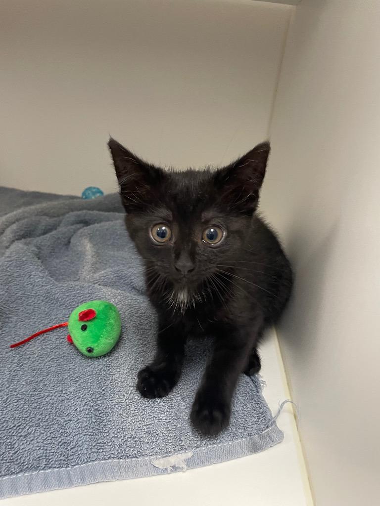 Lily, Adoptable, Young Female Domestic Short Hair.