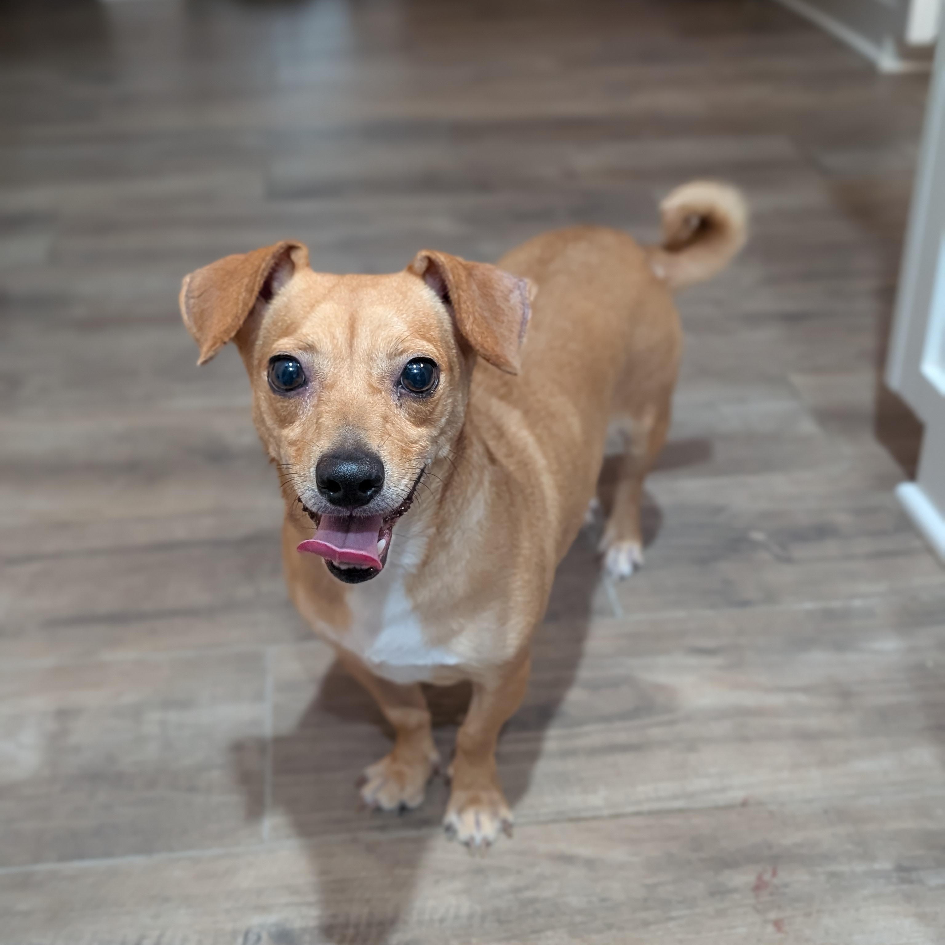 Michele, Adoptable, Adult Female Dachshund & Jack Russell Terrier.
