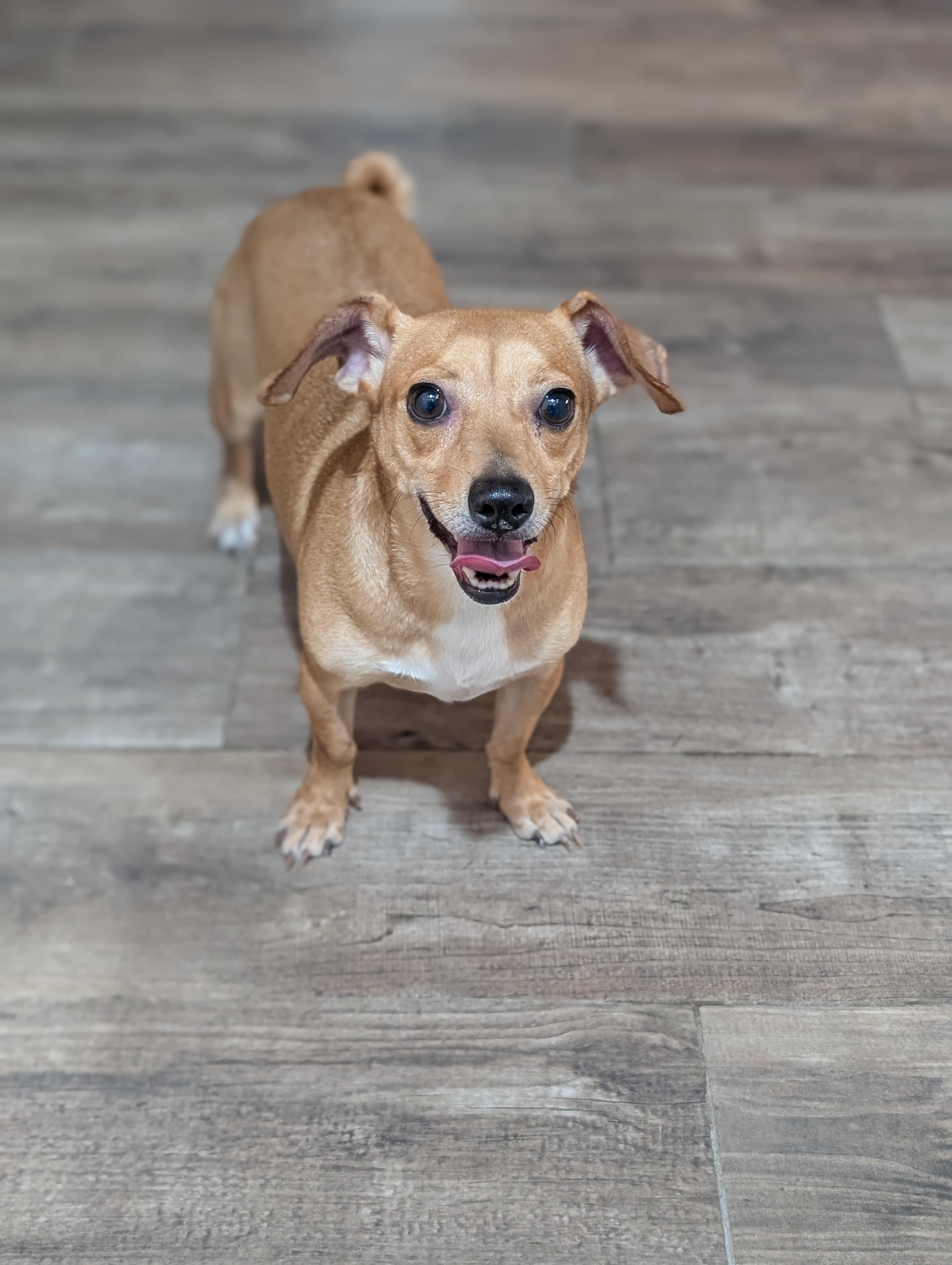 Michele, a Adoptable mixed breed in Baton Rouge, LA image 2/4