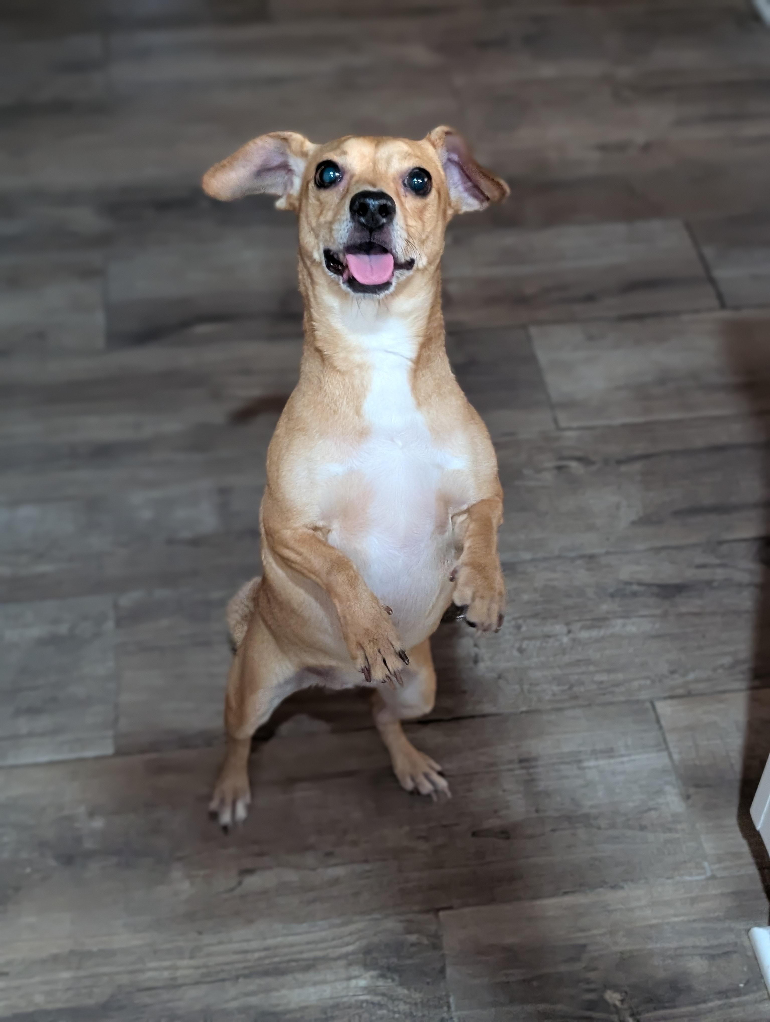 Michele, a Adoptable mixed breed in Baton Rouge, LA image 3/4