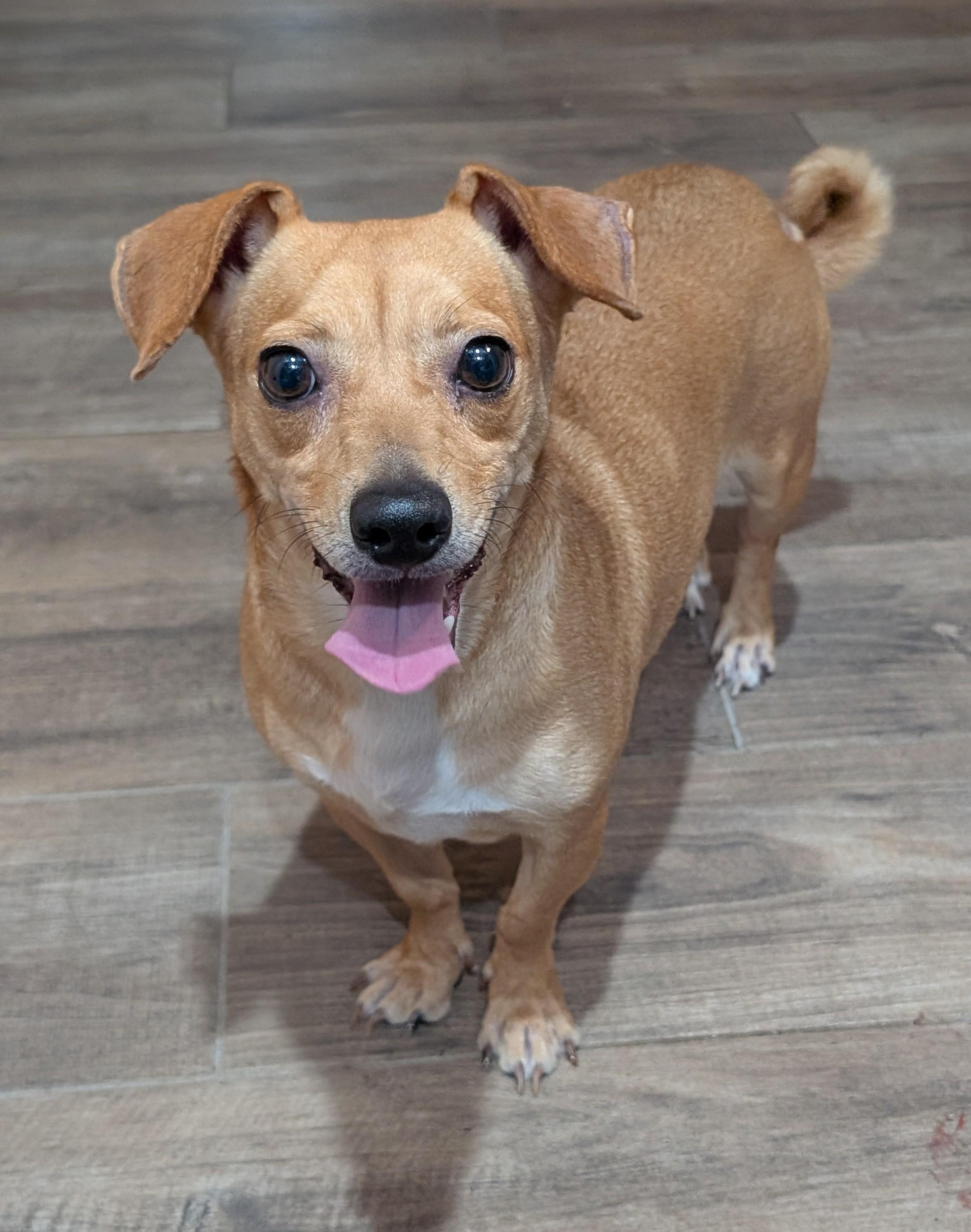 Michele, a Adoptable mixed breed in Baton Rouge, LA image 4/4