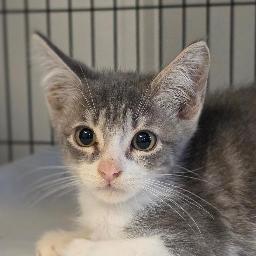 Enlarge Poirot, a Adoptable Domestic Short Hair in Muncie, IN image 1/1