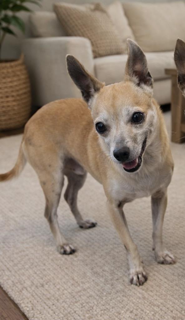Larry, ADOPTABLE, Senior Male Chihuahua.