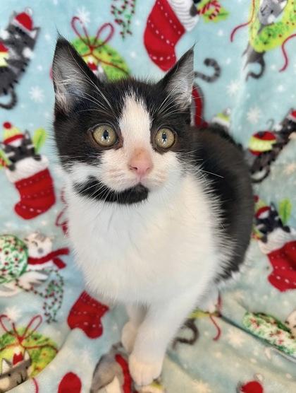 Tiny Tim, ADOPTABLE, Young Male Domestic Short Hair.