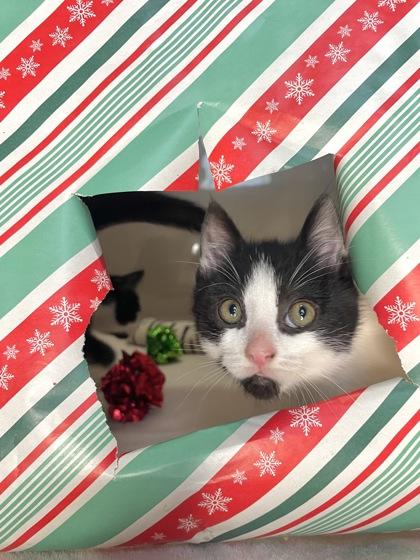 Enlarge Tiny Tim, a ADOPTABLE Domestic Short Hair in Cranbrook, BC image 2/3