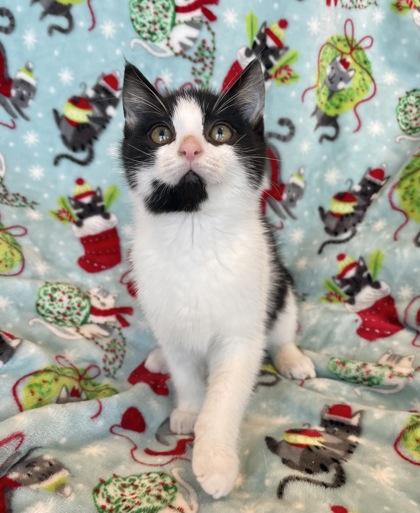 Enlarge Tiny Tim, a ADOPTABLE Domestic Short Hair in Cranbrook, BC image 3/3