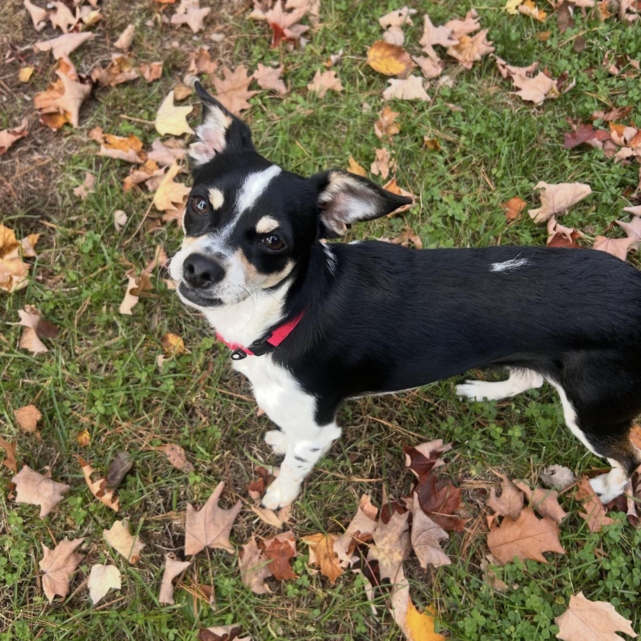 Jack, Adopted, Puppy Male Rat Terrier & Mixed Breed.