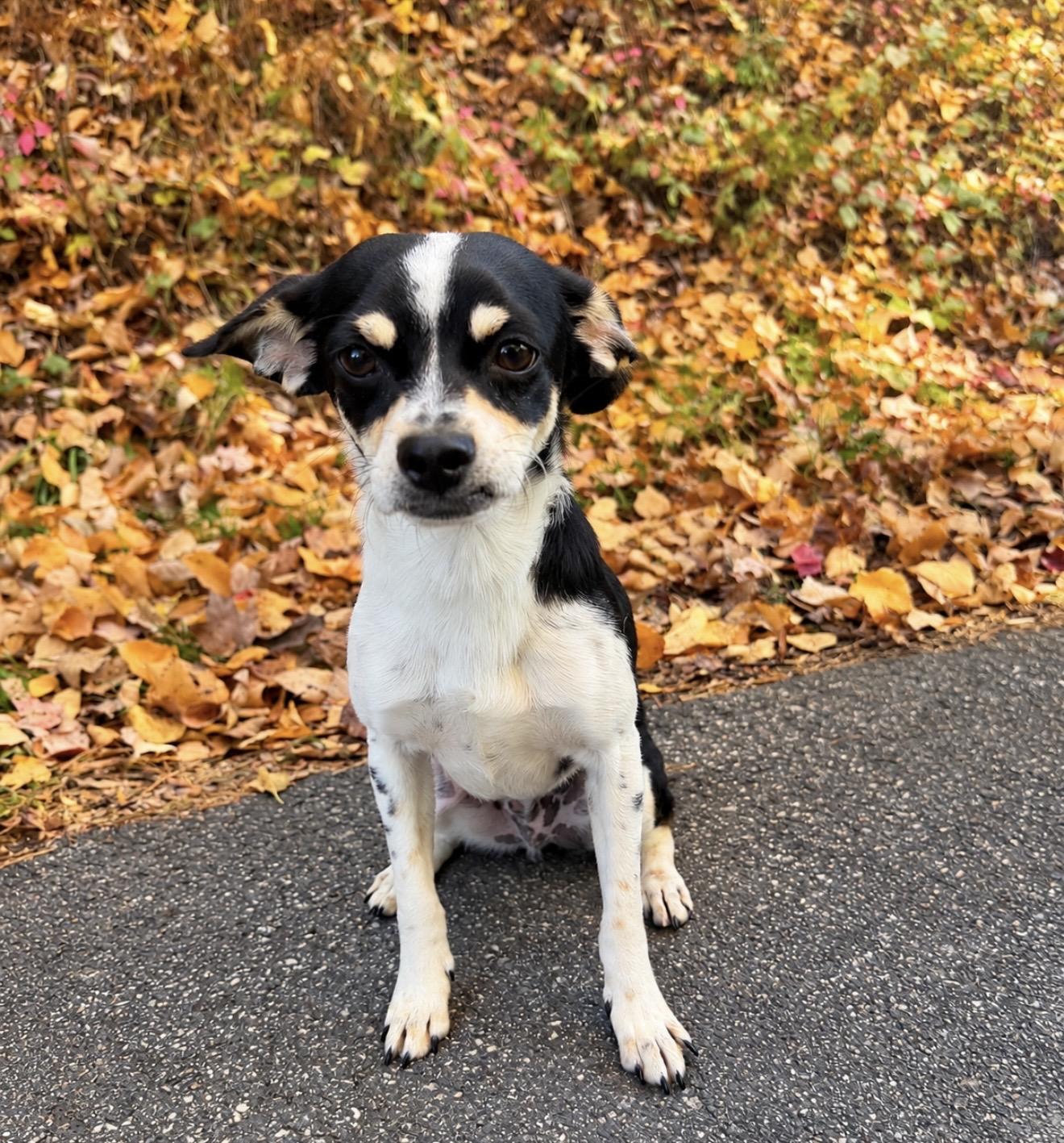 Enlarge Jack, a Adopted mixed breed in Pelham, NH image 6/6
