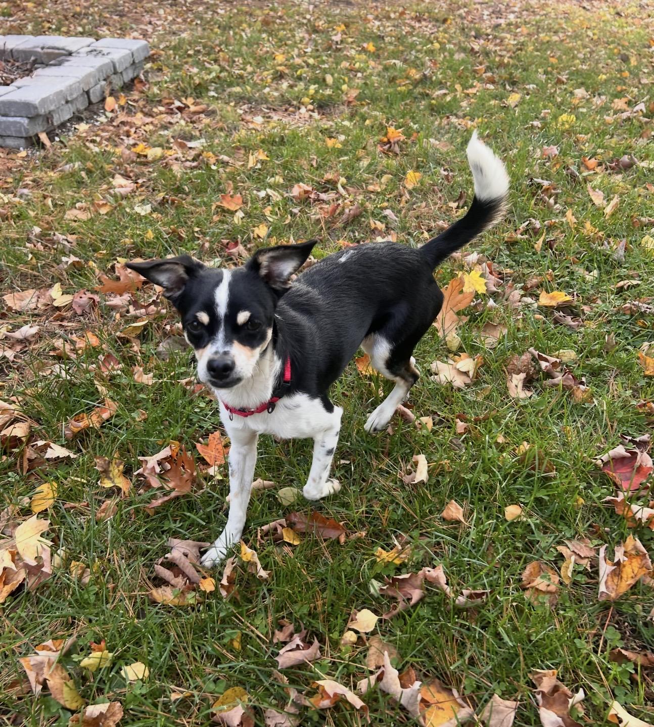 Enlarge Jack, a Adopted mixed breed in Pelham, NH image 5/6