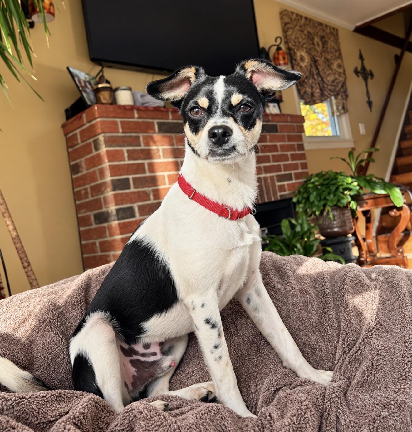 Enlarge Jack, a Adopted mixed breed in Pelham, NH image 2/6
