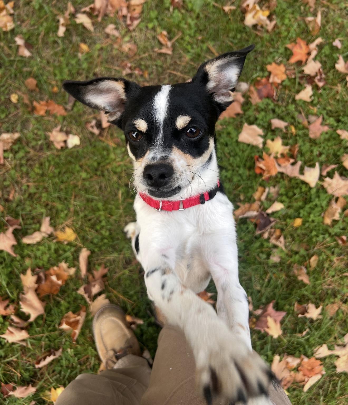 Enlarge Jack, a Adopted mixed breed in Pelham, NH image 4/6