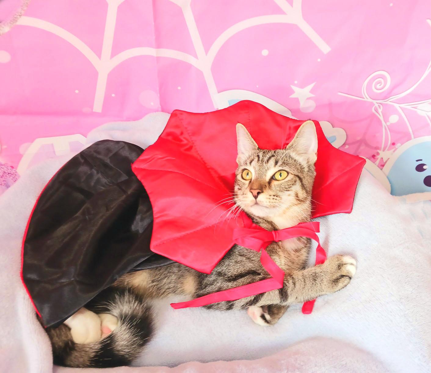 Cornelius James, Adoptable, Kitten Male Bengal & Tabby.