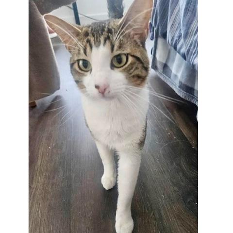 Enlarge Yoda, a ADOPTABLE Tabby in Salt Lake City, UT image 3/3