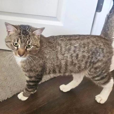 Enlarge Yoda, a ADOPTABLE Tabby in Salt Lake City, UT image 2/3