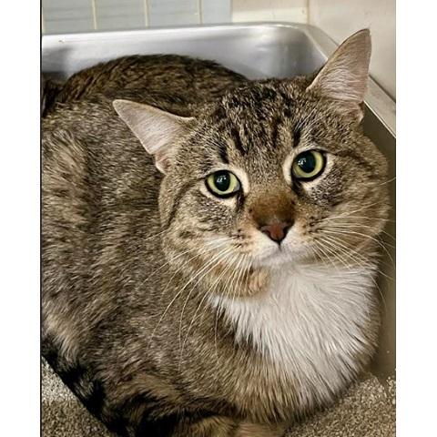 Yoda, ADOPTABLE, Adult Male Tabby.