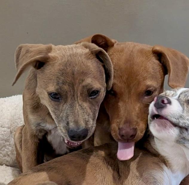 Ash, ADOPTABLE, Puppy Male Mixed Breed.