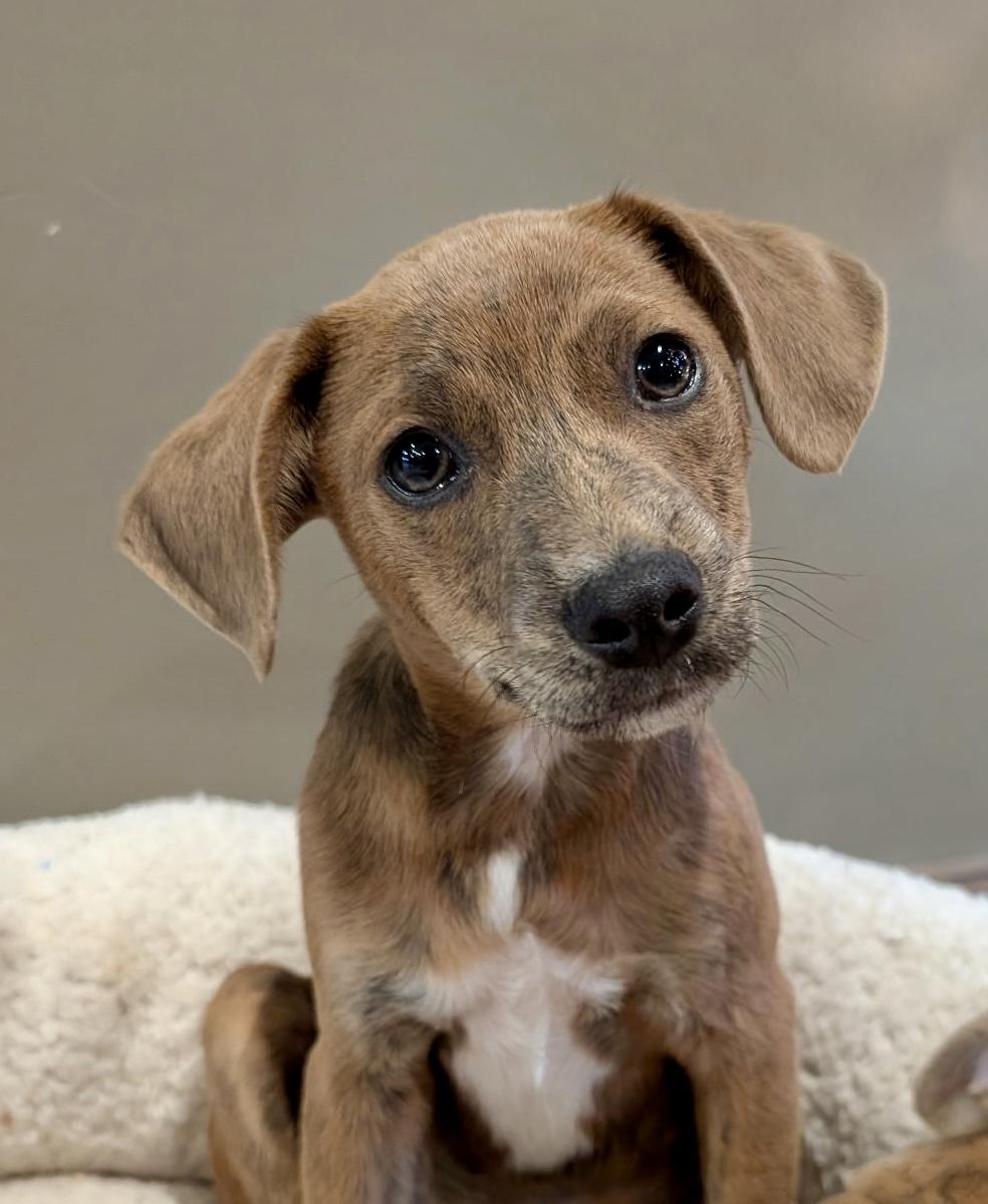 Ash, a ADOPTABLE mixed breed in Spring hill, TN image 2/4