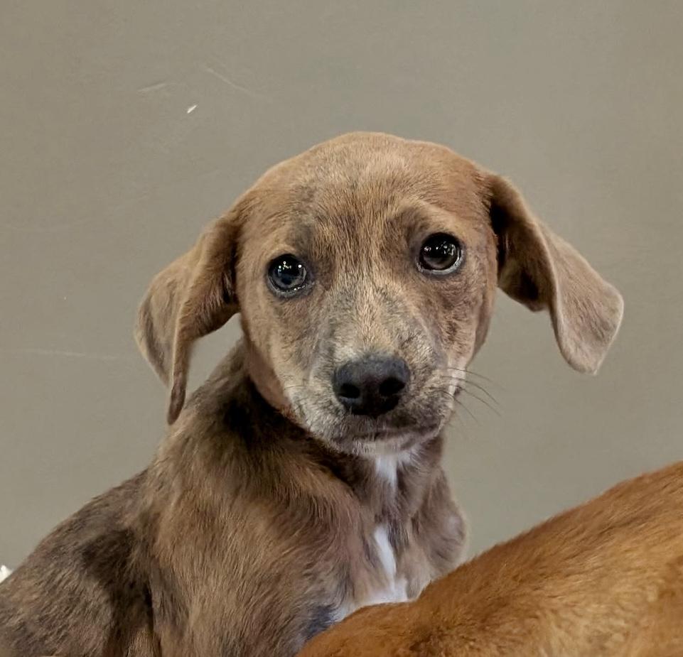 Ash, a ADOPTABLE mixed breed in Spring hill, TN image 3/4