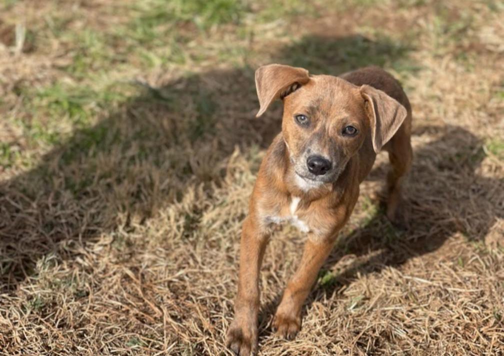 Ash, a ADOPTABLE mixed breed in Spring hill, TN image 3/5