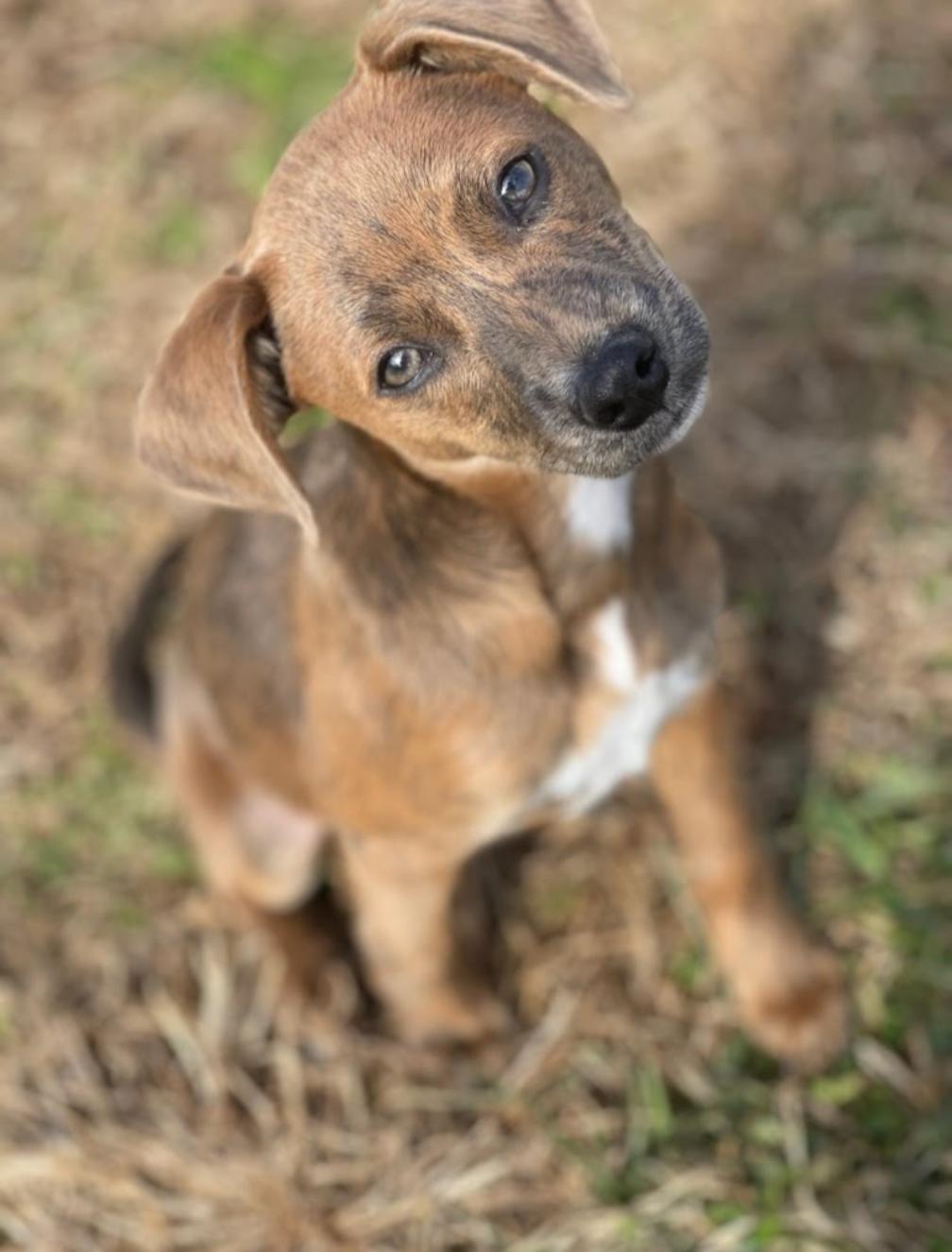 Ash, a ADOPTABLE mixed breed in Spring hill, TN image 4/5