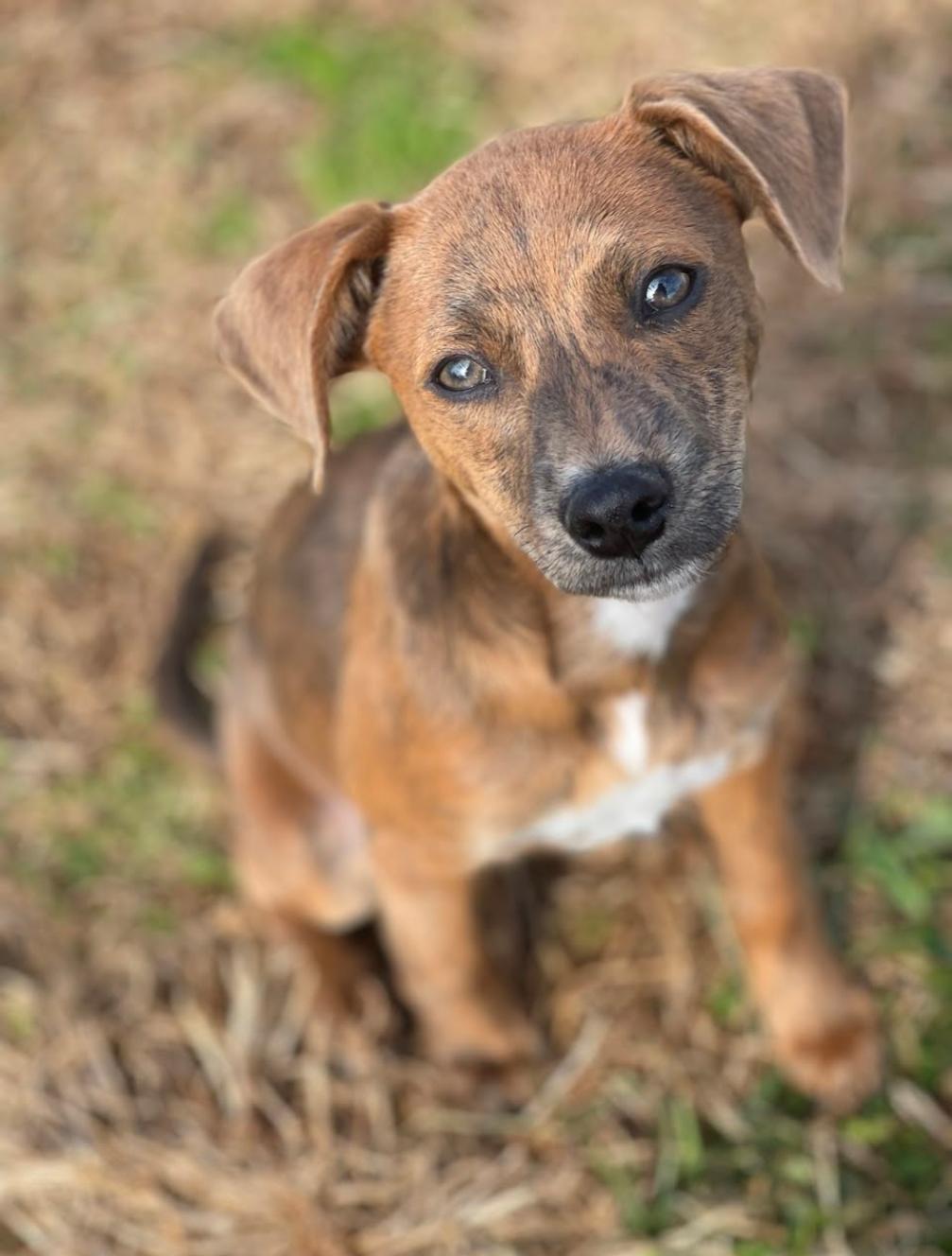 Ash, a ADOPTABLE mixed breed in Spring hill, TN image 5/5